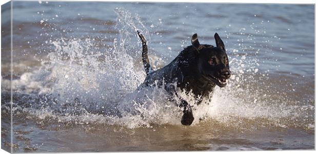 Charge of the Labrador Canvas Print by Simon Wrigglesworth