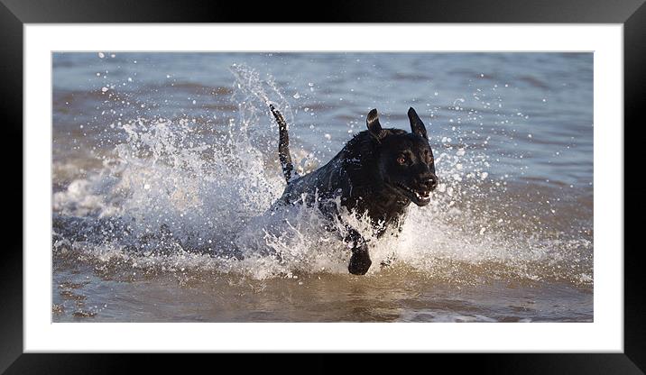 Charge of the Labrador Framed Mounted Print by Simon Wrigglesworth