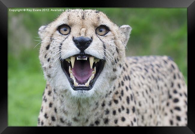 Cheetah snarling pt1 Framed Print by Roy Evans