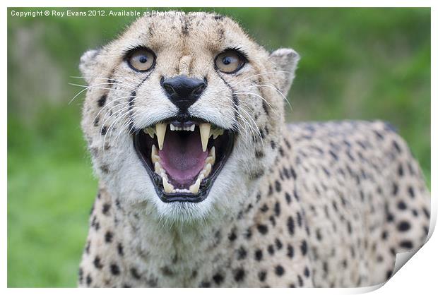 Cheetah snarling pt1 Print by Roy Evans