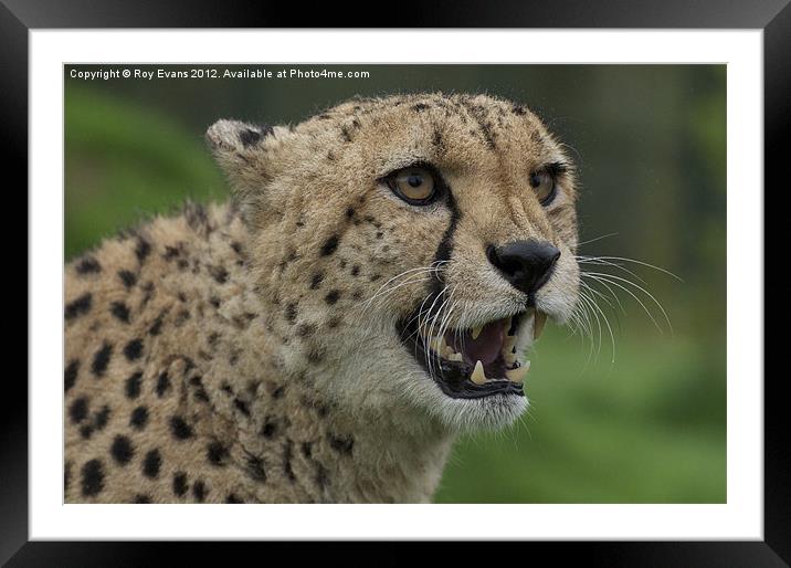 Cheetah snarling pt2 Framed Mounted Print by Roy Evans