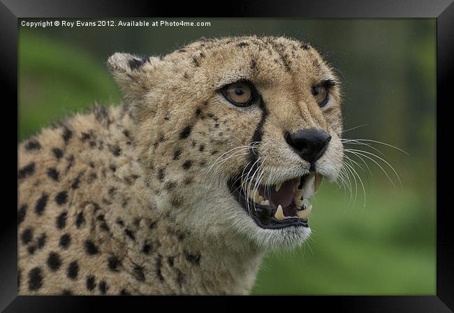 Cheetah snarling pt2 Framed Print by Roy Evans