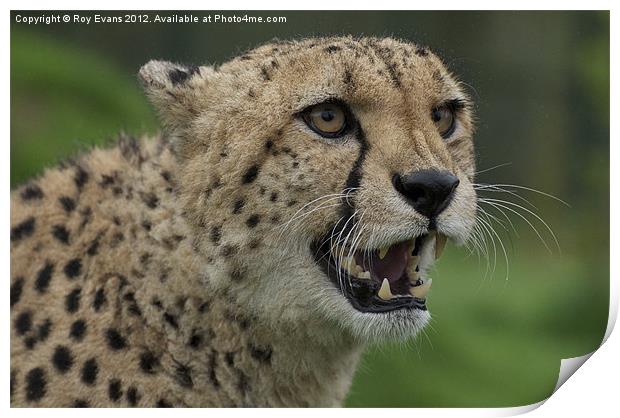 Cheetah snarling pt2 Print by Roy Evans