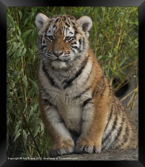 Tiger cub portrait Framed Print by Roy Evans