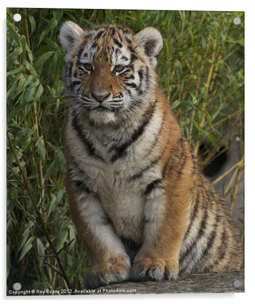 Tiger cub portrait Acrylic by Roy Evans