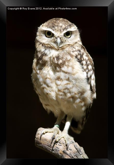 Owl portait Framed Print by Roy Evans