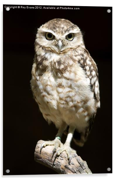 Owl portait Acrylic by Roy Evans