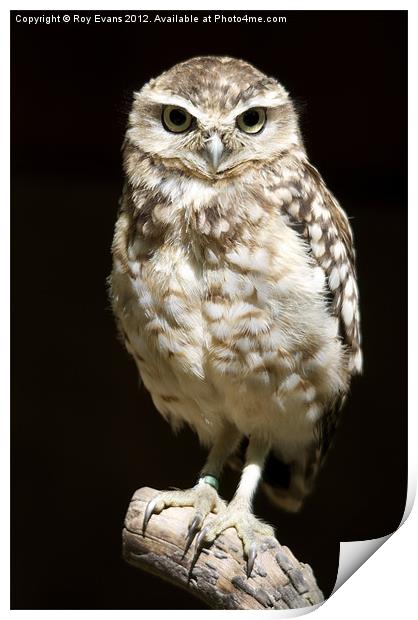 Owl portait Print by Roy Evans