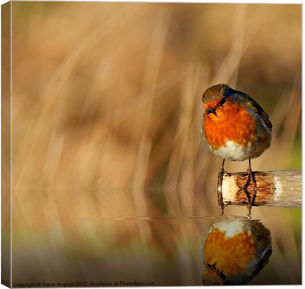 Robin red Breast (Erithacus rubecula) Canvas Print by Steve Hughes