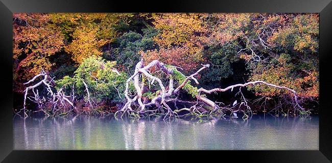 The Creek's Claws Framed Print by Michael Bolton