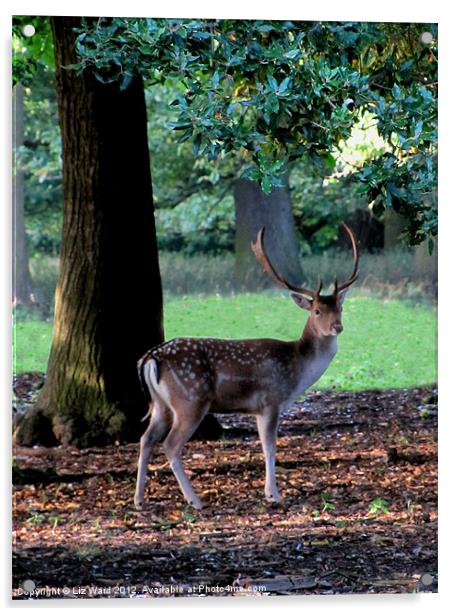 Holkham Deer Acrylic by Liz Ward