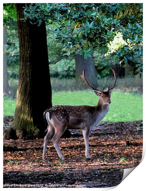 Holkham Deer Print by Liz Ward