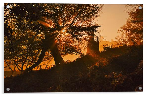 Autumn Sunburst Acrylic by Dawn Cox