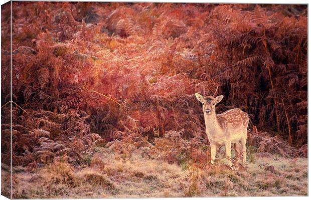 Bambi Canvas Print by Dawn Cox