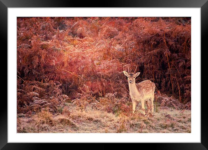 Bambi Framed Mounted Print by Dawn Cox