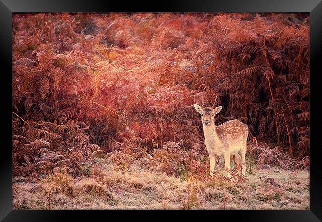 Bambi Framed Print by Dawn Cox