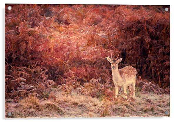 Bambi Acrylic by Dawn Cox