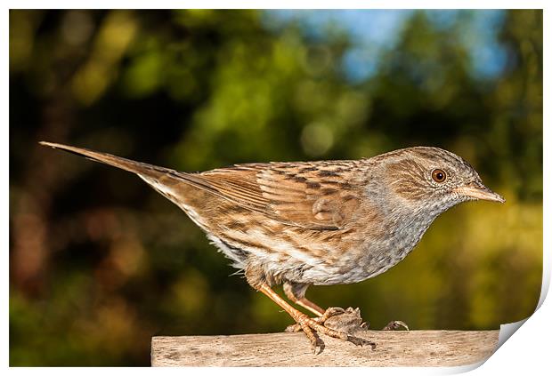 Dunnock Print by Jonathan Swetnam