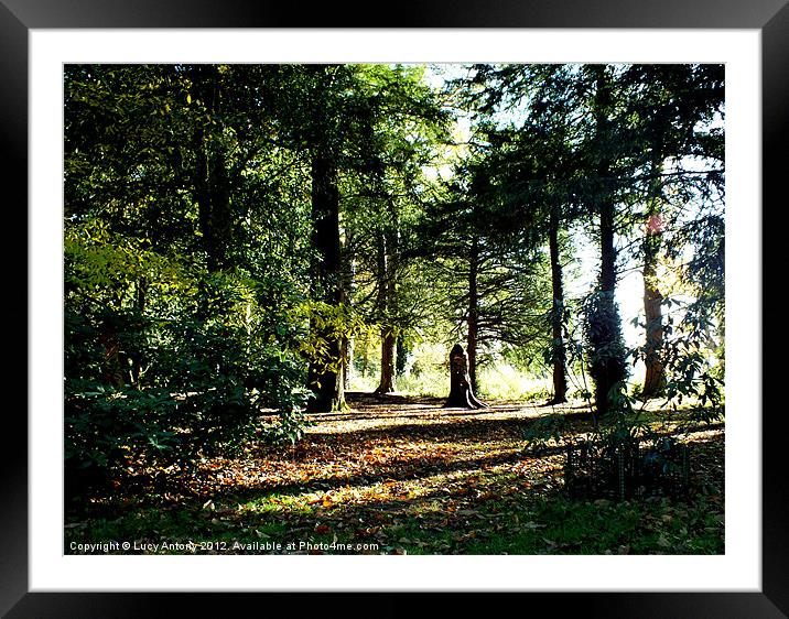 Autumn sunlight Framed Mounted Print by Lucy Antony
