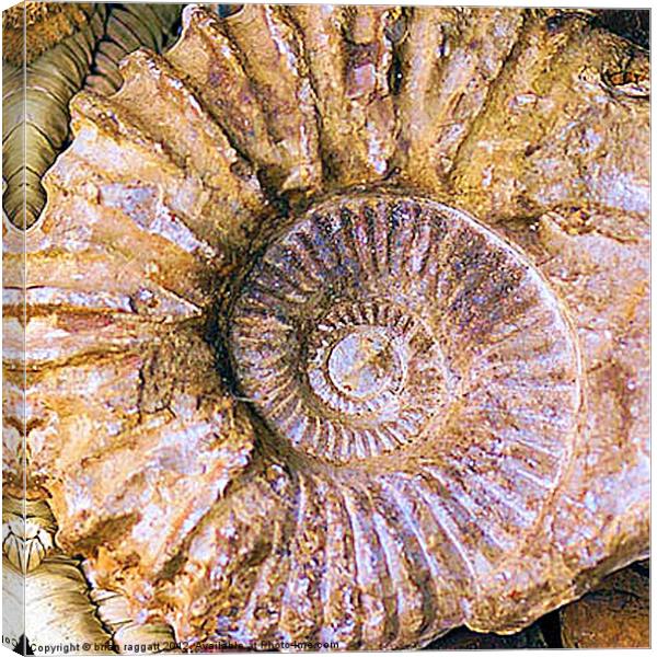 Ammonite fossil Canvas Print by Brian  Raggatt