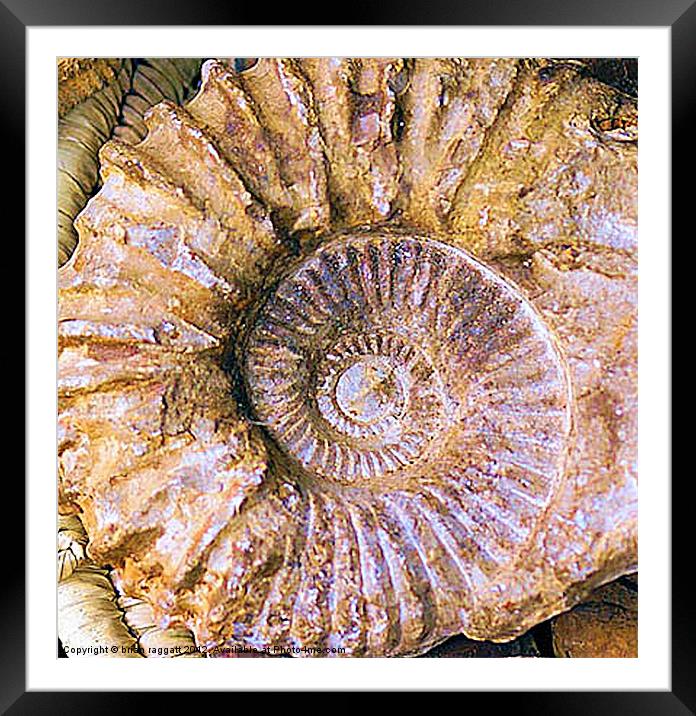 Ammonite fossil Framed Mounted Print by Brian  Raggatt