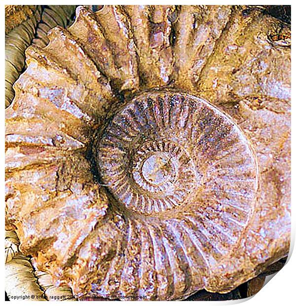 Ammonite fossil Print by Brian  Raggatt