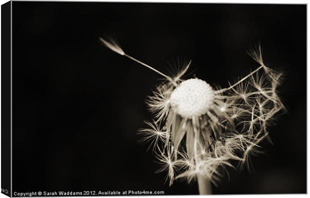 Black and white dandelion Canvas Print by Sarah Waddams