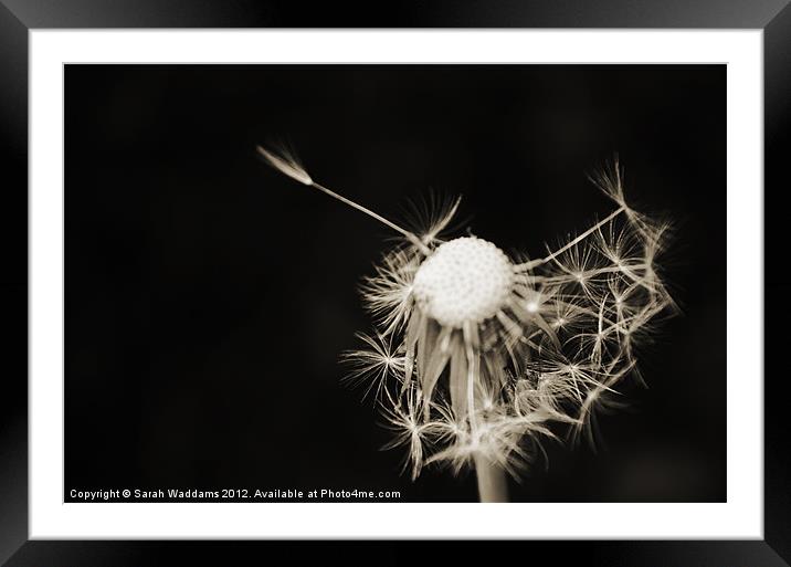 Black and white dandelion Framed Mounted Print by Sarah Waddams