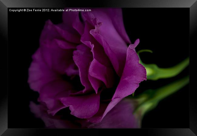 Macro photograph of a rose and it's reflection Framed Print by Zoe Ferrie
