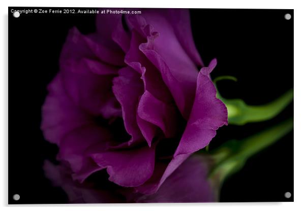 Macro photograph of a rose and it's reflection Acrylic by Zoe Ferrie