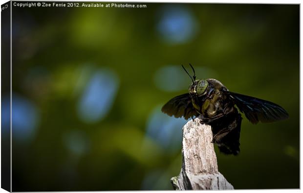 Macro Photograph of a Great Carpenter Bee Canvas Print by Zoe Ferrie