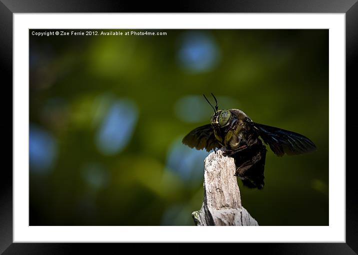 Macro Photograph of a Great Carpenter Bee Framed Mounted Print by Zoe Ferrie