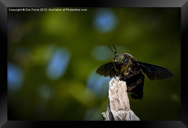 Macro Photograph of a Great Carpenter Bee Framed Print by Zoe Ferrie
