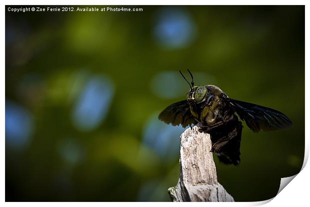 Macro Photograph of a Great Carpenter Bee Print by Zoe Ferrie