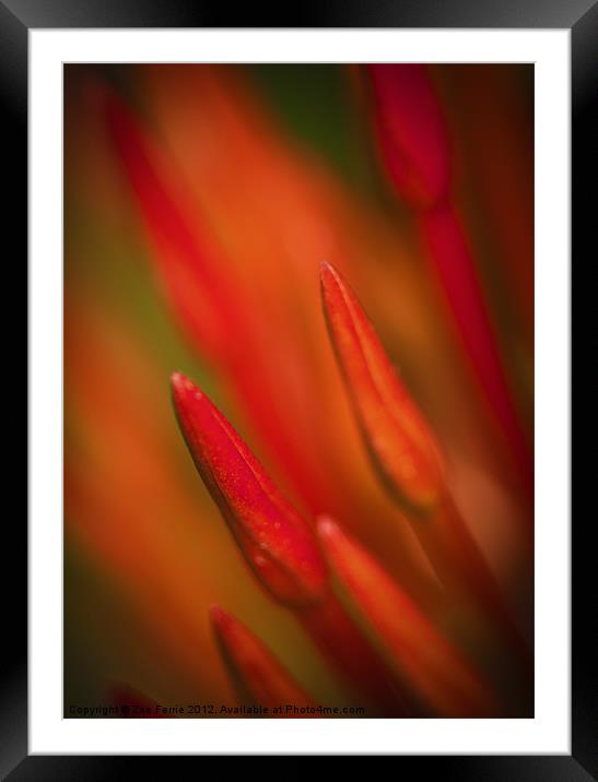 Abstract Macro photograph of the buds on an Ixora  Framed Mounted Print by Zoe Ferrie