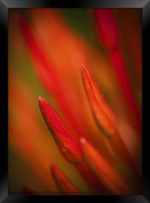 Abstract Macro photograph of the buds on an Ixora  Framed Print by Zoe Ferrie