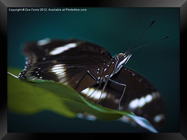 Macro photograph of a Resting Butterfly Framed Print by Zoe Ferrie