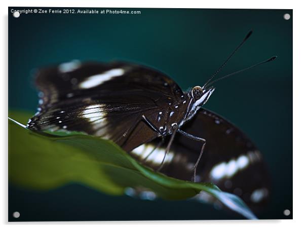 Macro photograph of a Resting Butterfly Acrylic by Zoe Ferrie