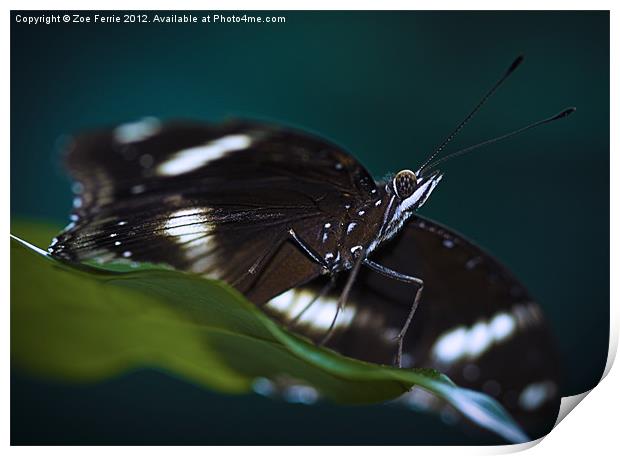 Macro photograph of a Resting Butterfly Print by Zoe Ferrie