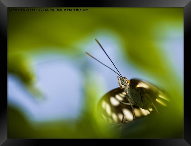 Butterfly through a leaf Framed Print by Zoe Ferrie