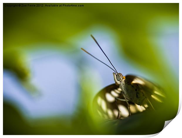 Butterfly through a leaf Print by Zoe Ferrie