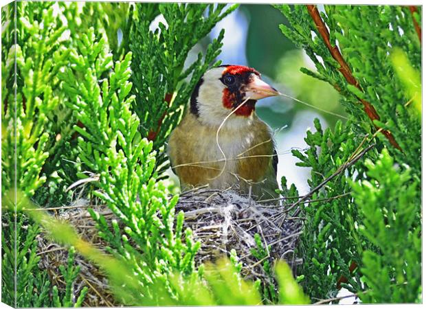 Nesting Goldfinch Canvas Print by Barry Foote