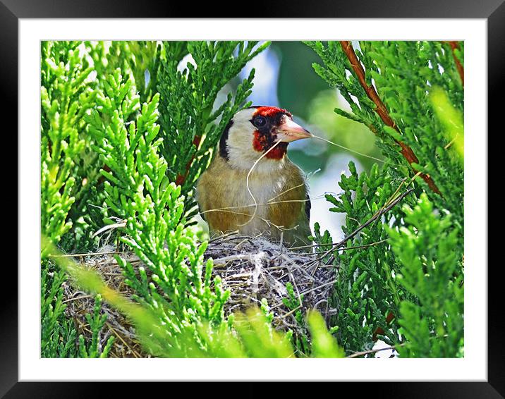 Nesting Goldfinch Framed Mounted Print by Barry Foote