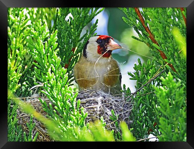 Nesting Goldfinch Framed Print by Barry Foote