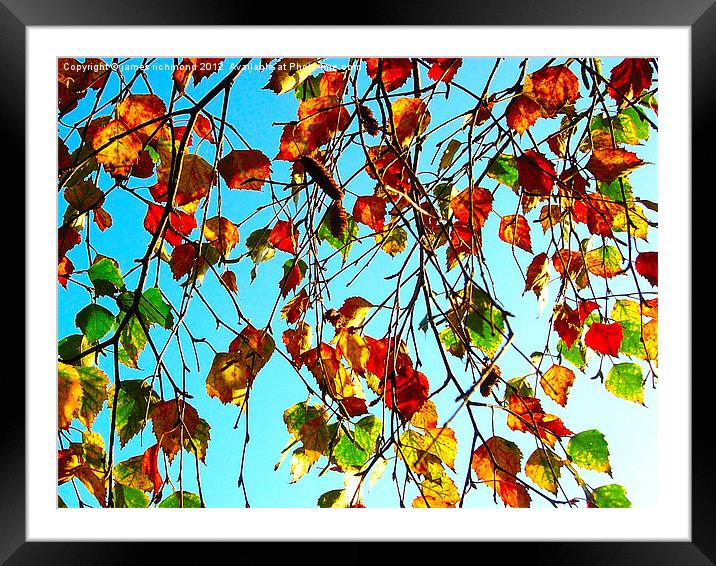 Autumn Leaves Framed Mounted Print by james richmond
