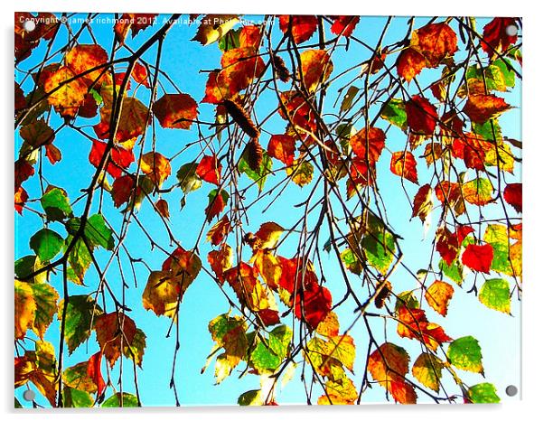 Autumn Leaves Acrylic by james richmond