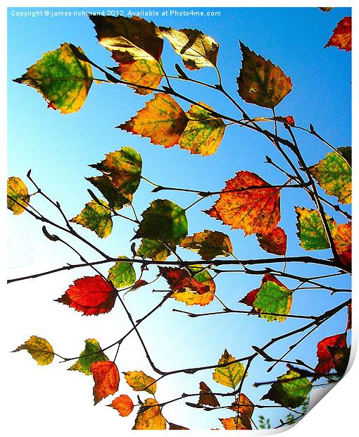 Autumn Leaves - 2 Print by james richmond