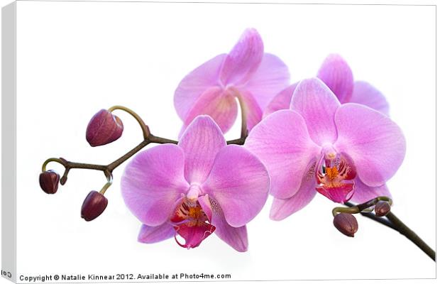 Orchid Flowers - Pink Canvas Print by Natalie Kinnear
