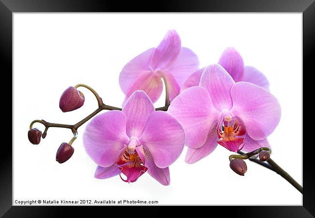 Orchid Flowers - Pink Framed Print by Natalie Kinnear