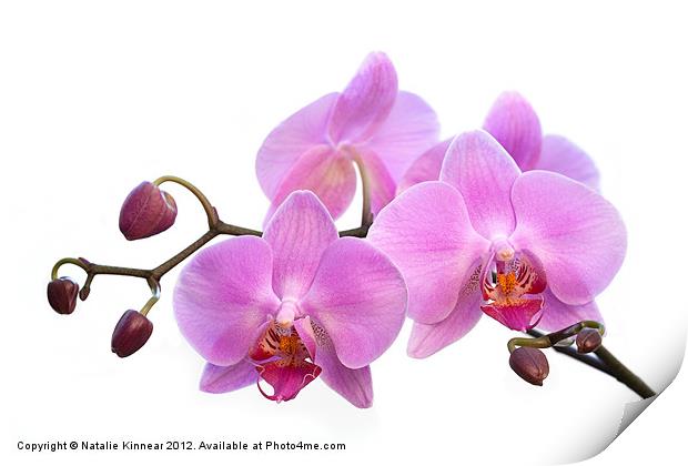 Orchid Flowers - Pink Print by Natalie Kinnear